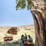 Borana 2023 481.1